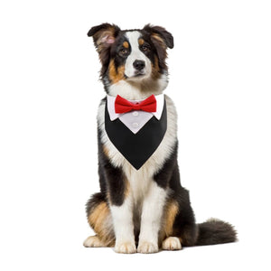 Australian shepherd wearing black tux collar with red bow tie