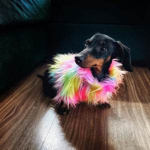 Dachsund wearing fluffy rainbow dog sweater
