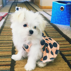 Maltese  in tGray Polka Dot Party Dress.
