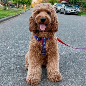 Labradoodle wearing Americana Stars Dog Harness & Leash set