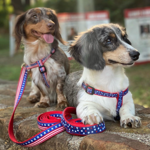 Dachshunds wearing patriotic Stars & Stripes Dog Harness and Leash Set
