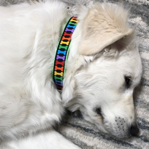 Lab wearing Rainbones dog collar