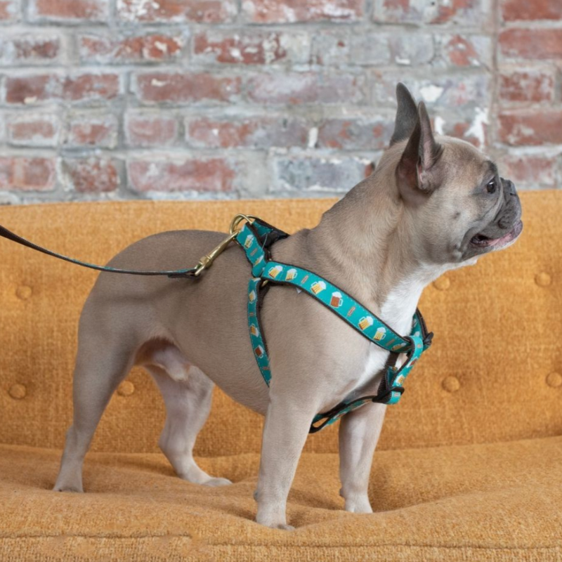 Up Country Beer Dog Harness & Leash Matching Set is teal with hops and golden and brown ales