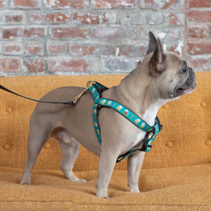 Bulldog wearing Beer Dog Harness & Leash set.