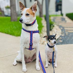 Two dogs wearing Americana Stars dog harness and leash set.