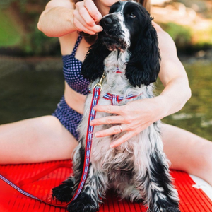 Anchors Aweigh Dog Harness & Leash Set on a King Cavalier Charles
