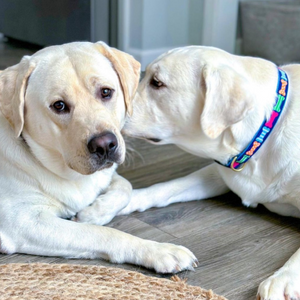 Labs wearing Big Bones dog collar