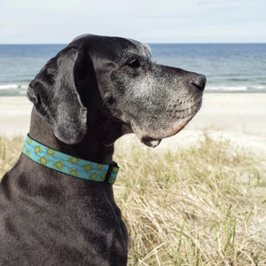 Great Deane wearing Sea Turtles Dog Collar