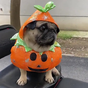 Frenchie wearing Halloween Pumpkin Dog Costume