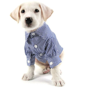 Labrador puppy wearing Stripe Long-Sleeve Button-Down Dog Dress Shirt