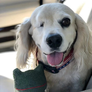 One-eyed dog wearing Stars & Stripes dog collar