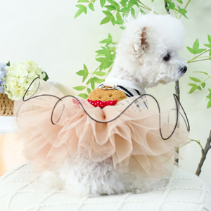 Striped Teddy Bear Dog dress on a Bichon Frise.
