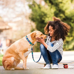 Up Country Sutton Stripe Dog Collar & Leash Set pictured on a Yellow Lab