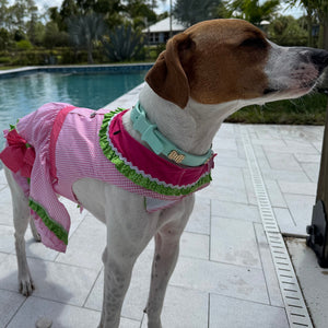 Dog wearing Watermelong dog dress in XL