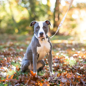 Up Country White Heart of Gold Dog Collar & Leash Matching Set fits all size breeds like this pitbull