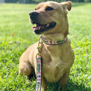 Alligator Dog Collar & Leash set fits all size dogs