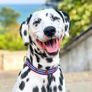 Anchors Aweigh Dog Collar & Leash Set on a happy Dalamation.