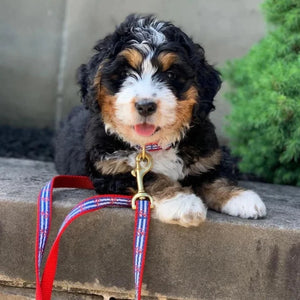 Anchors Aweigh Dog Collar & Leash Set on a Bernadoodle puppy