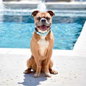 Beach Balls Collar & Leash Set on a pitbull