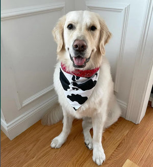 Cow Print Rodeo Bandana Dog Collar