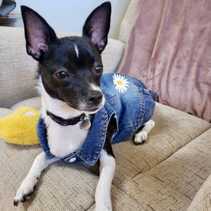 Chihuahua wearing Daisy Denim jacket