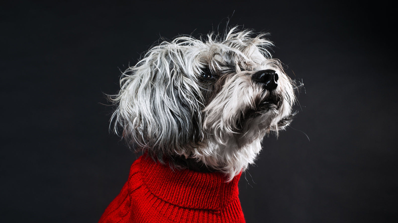 Woof the part for every occasion with our formal party attire, casual summer dresses, PJs and so much more.