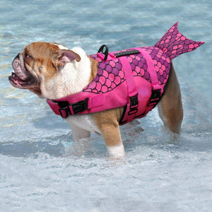 Dog life jackets are perfect for beach days and water sports. 