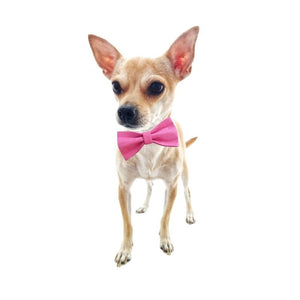 Chihuahuas look darling in these bow tie collar and leash matching sets.