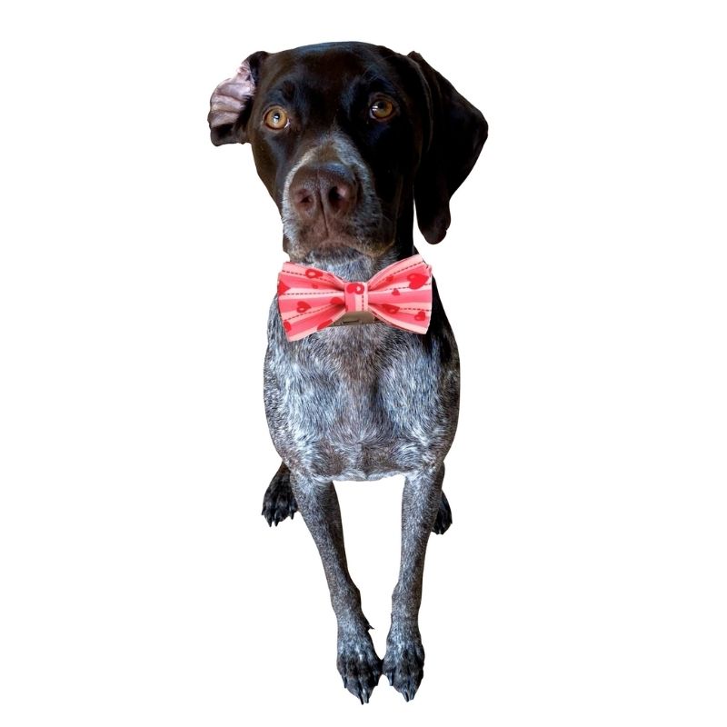 Our Hearts Bow Tie Dog Collar & Leash Set is a perfect gift for Valentine's Day.