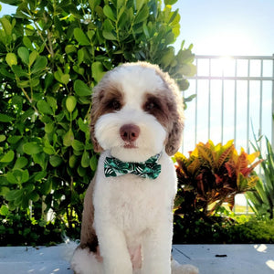 Puppies look adorable wearing our Tropical Bow Tie Collar & Leash
