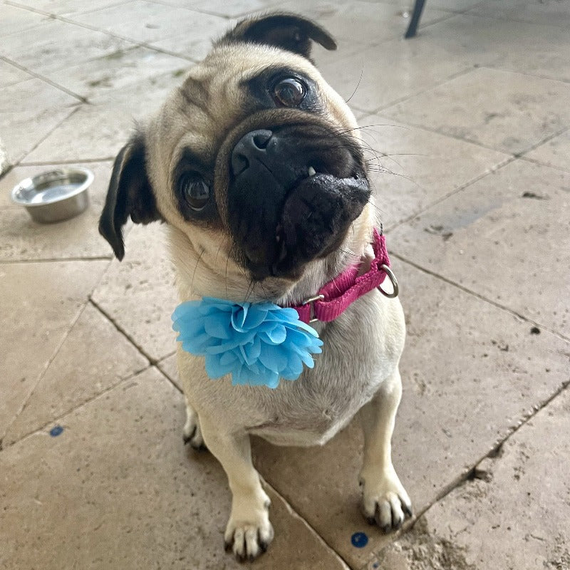 Available in an array of colors, these gorgeous Chiffon Flower Dog Collar Sliders dress up any collar for special occasions.