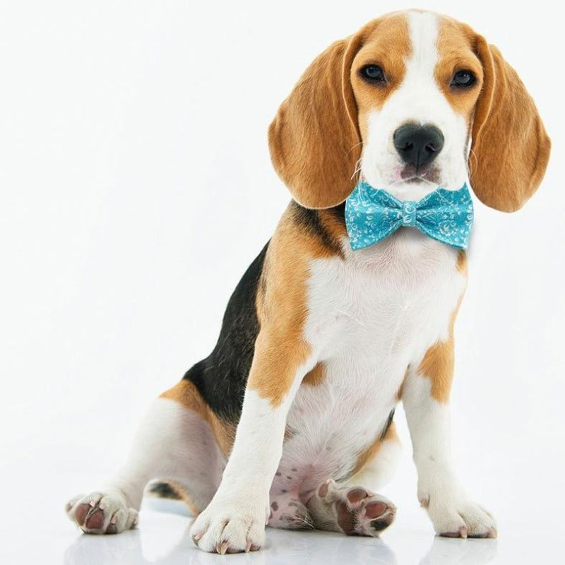 Our Viintage Blue Flower Bow Tie Collar & Leash Set  is among our best sellers.