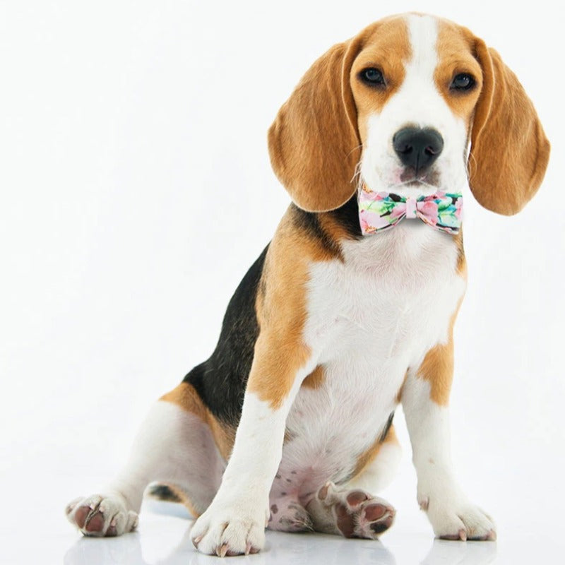 Our popular Summer Floral Blooms Bow Tie Dog Collar & Leash Sets come in pink or green.