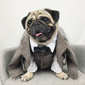 Your dog will look dapper in this tweed Churchill Suit, available in 2 colors.