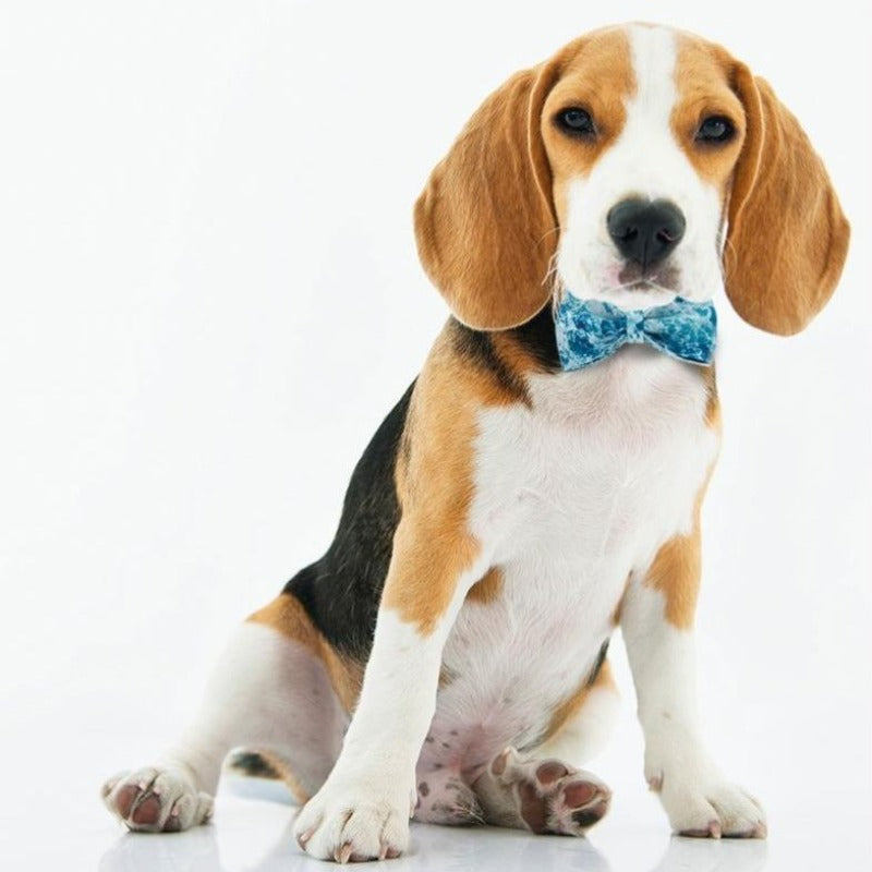 Our Ocean Blue Bow Tie Dog Collar & Leash Set is a best sellers.