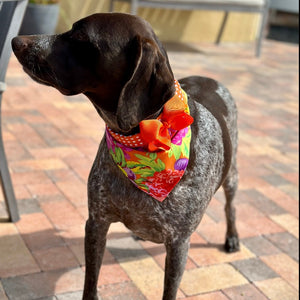 These gorgeous buckle bandana collars come in 5 sizes XS-XL and snap on easily.