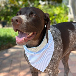 Blue Seersucker Bandana Dog Collar fits small, medium and large dogs, like this German Shorthaired Pointer.