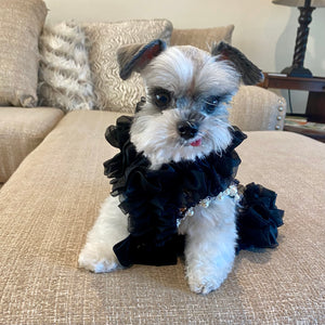 C'Mimi Bespoke Designer dog party dresses are custom made to fit all size breeds, including this miniature Schnauzer.