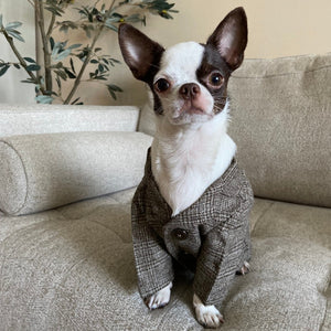 Khaki suit jacket fits small dogs like Chihuahua and medium size dogs.