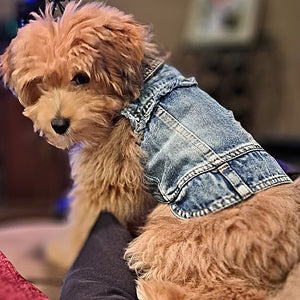 Puppy Parkers sports his new Frayed Denim Jean Jacket.im j