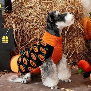 Terriers look darling in this warm Halloween dog sweater featuring orange jack-o-lanterns on black fabric with an orange turtleneck and underbelly.
