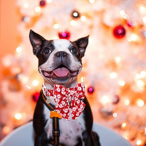 Santa Baby Christmas Collar & Leash Set also comes in a long-tail bow style.