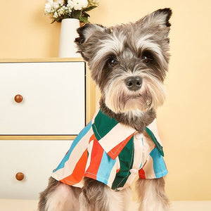 Colorful Striped Dog Shirt fits small and medium dogs like this terrier.