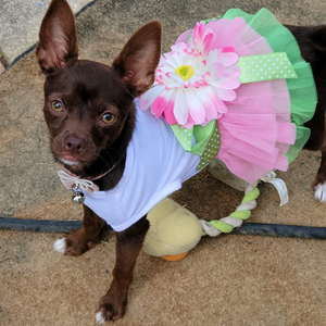 Gerbera Daisy Flower Dog Party Dress is perfect for summer parties for small and medium dogs.
