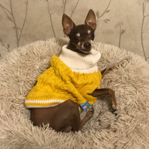Yellow Cute-as-a-Button Knit Dog Sweater fits small dogs like Miniature Pinschers.