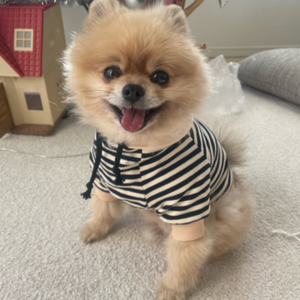 This classic Navy Striped Sailor Dog Hoodie from our Spring/Summer collection fits small dogs, such as Pomeranian, Chihuahua, Yorkie, Bichon, Corgi, Toy Poodle, Maltese and Pug.