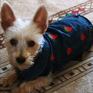 Embroidered with strawberries, this lightweight stylish jeans vest comes in XS-2XL for small dogs, including Chihuahua, Yorkshire Terrier, Shih Tzu, French Bulldog, Toy Poodles and puppies.