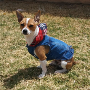 Your dog will look super cool in this Red Plaid Hoodie Denim Jacket on spring walks.