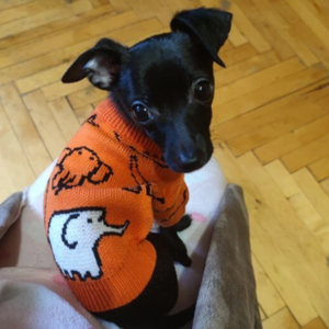 Orange Elephant Dog Sweater fits small to medium dogs.