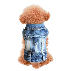 Small dogs look super hip wearing this Frayed Denim Jacket on spring walks.